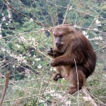 macaque_eating_flowers